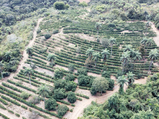 Foto 3 do im�vel 🌱 Fazenda à Venda – Excelente Oportunidade para Produção de Café ☕